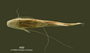 Pimelodella boliviana FMNH 57976 holo v